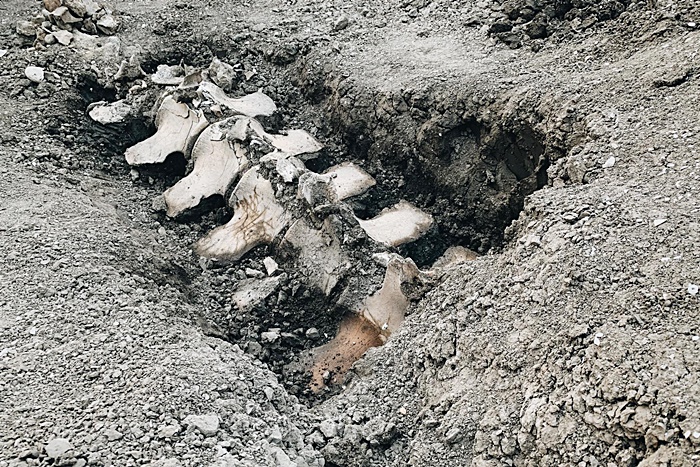 กระดูกวาฬ 