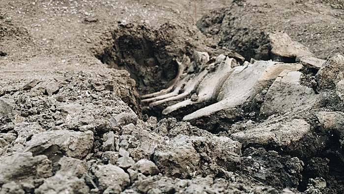 กระดูกวาฬ 