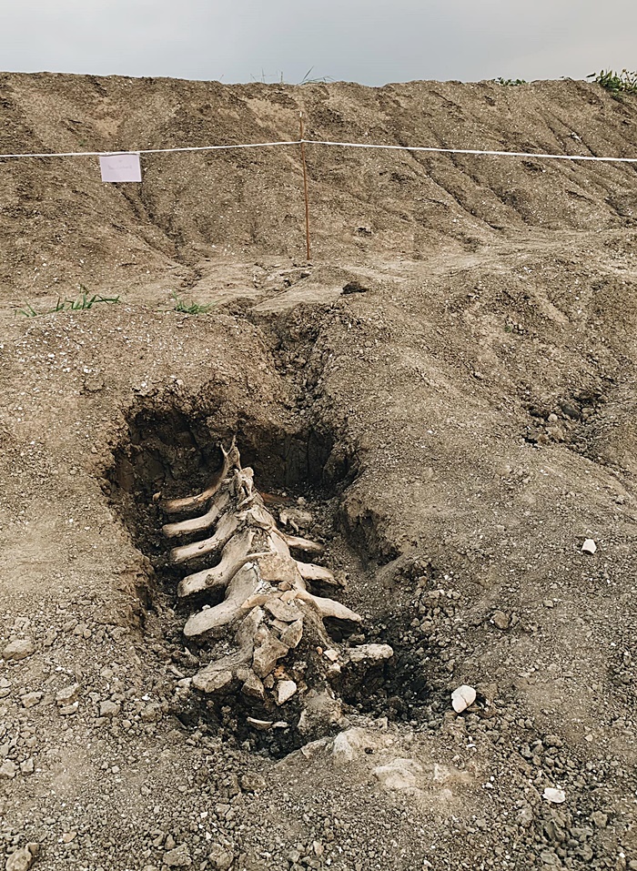 กระดูกวาฬ 