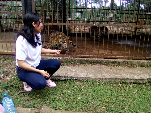 เสือดาวตะปบหน้า