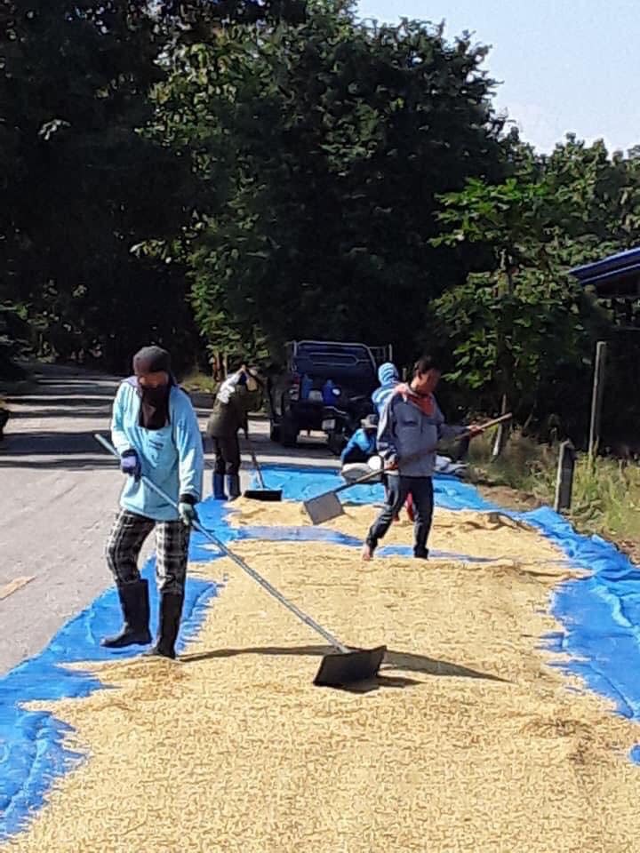 ตากข้าวบนถนน