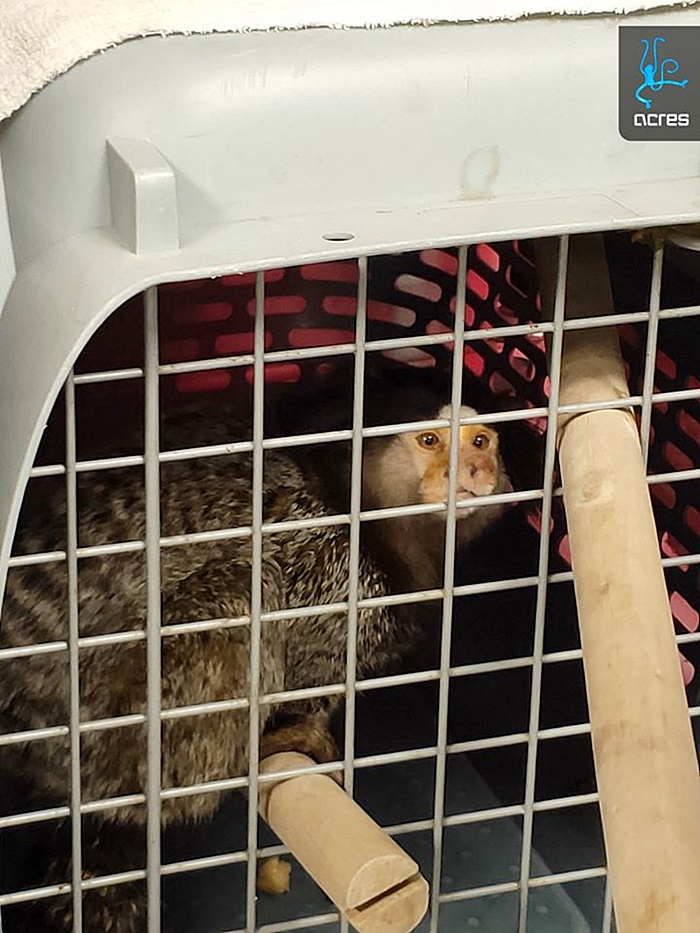 ทารุณสัตว์