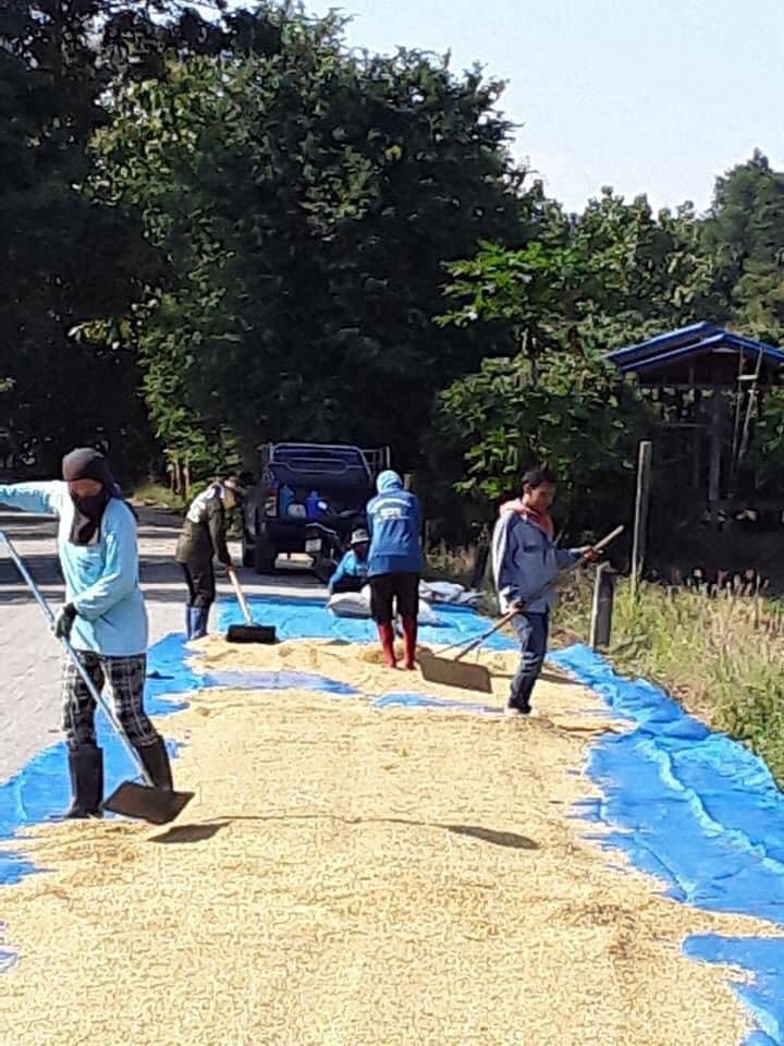 ตากข้าวบนถนน