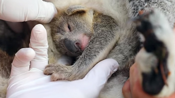  ลูกโคอาลา