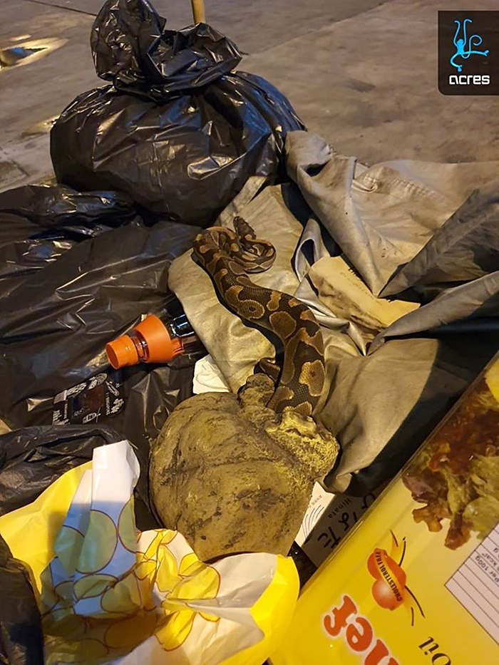 ทารุณสัตว์