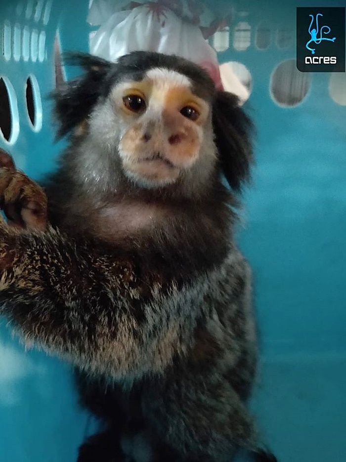 ทารุณสัตว์