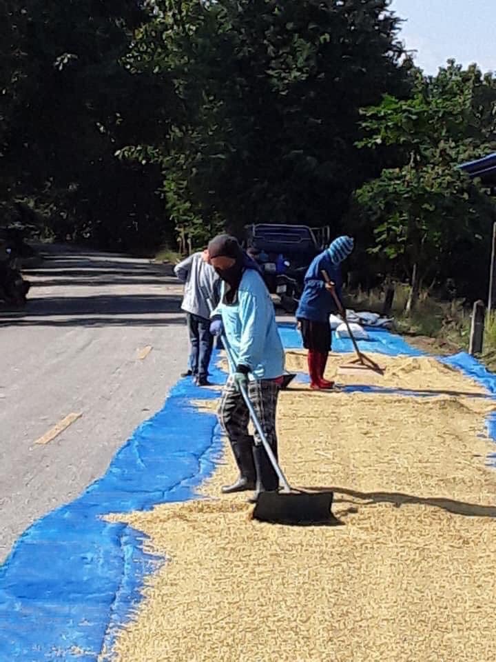 ตากข้าวบนถนน