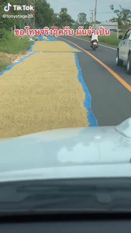 ตากข้าวบนถนน