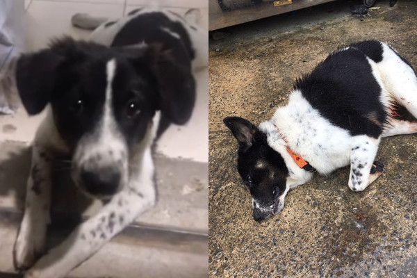 ฆ่าน้องหมา