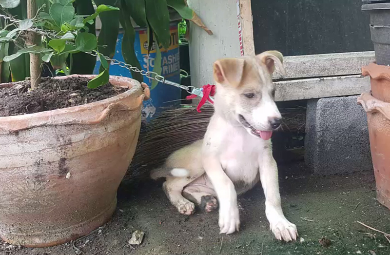 หลานช็อก !! ตื่นมาเจอหมาที่เลี้ยงแทะศพยาย