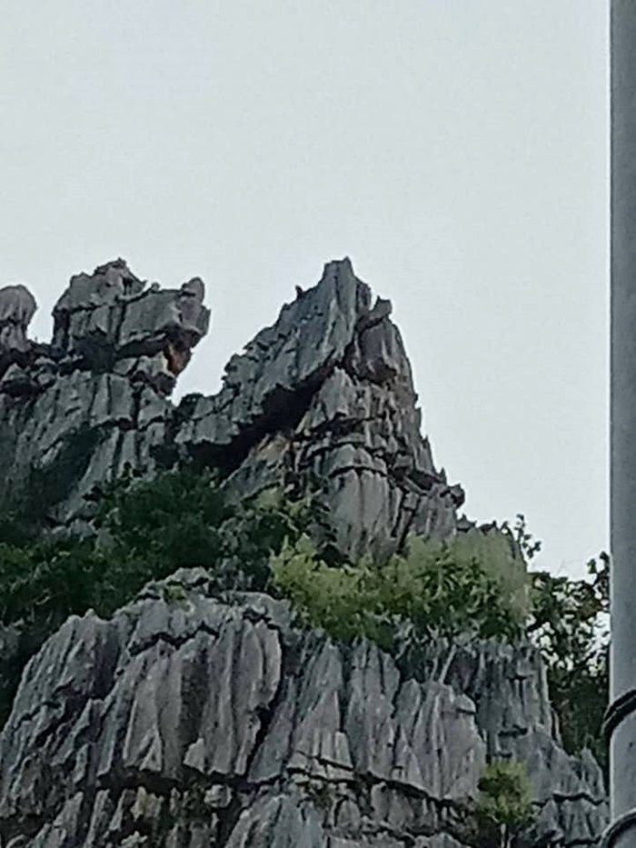 ลิงยักษ์