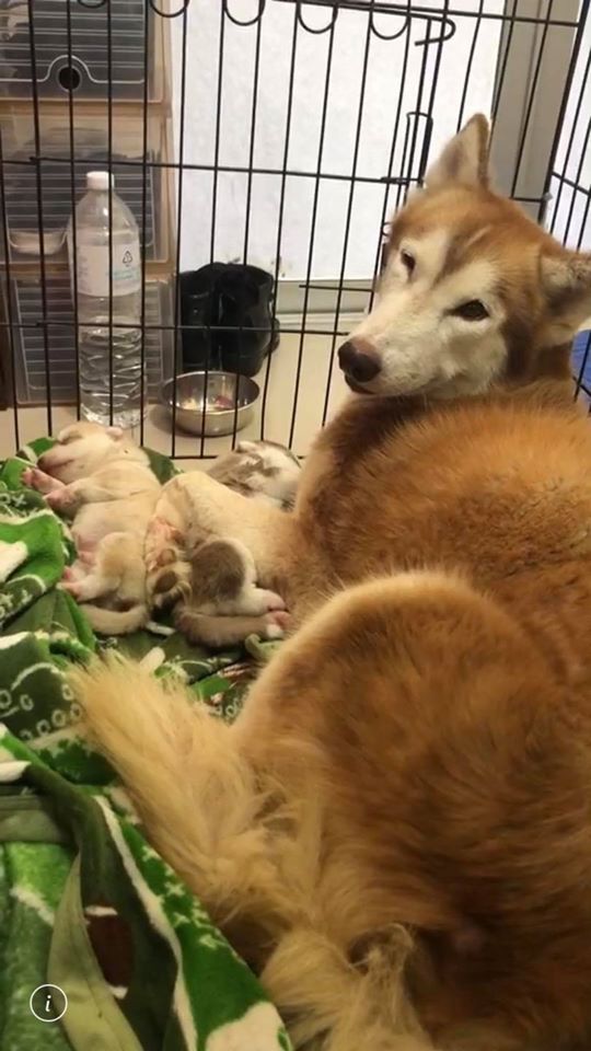 พระองค์เจ้าสิริภาจุฑาภรณ์