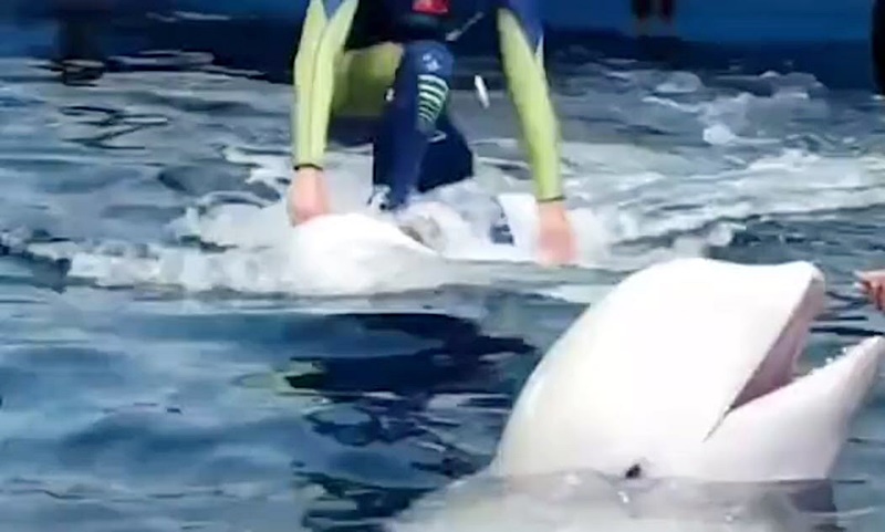  ทารุณสัตว์ 