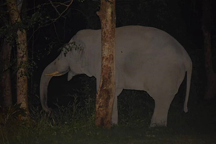 ช้างป่า