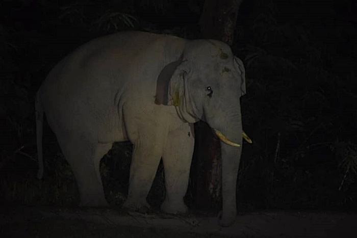 ช้างป่า