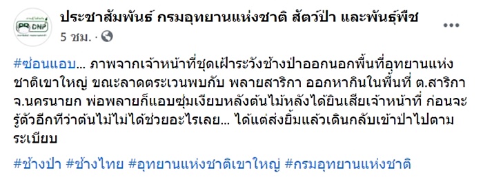 ช้างป่า