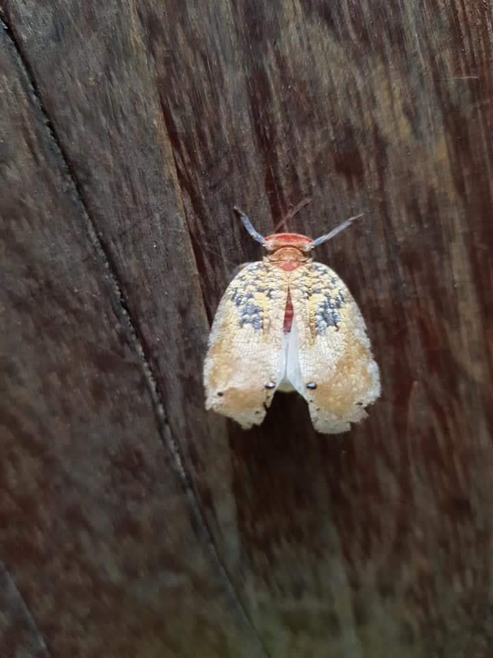 อุทยานแห่งชาติเขาใหญ่  