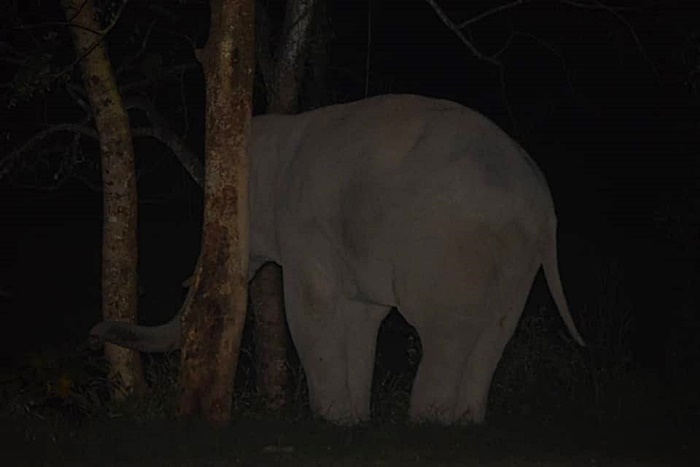 ช้างป่า