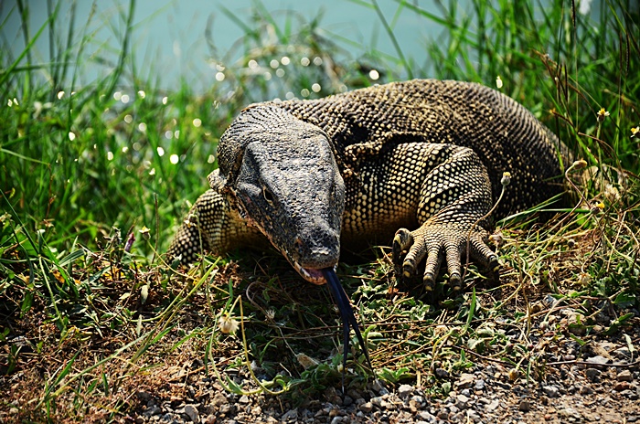 ไอซ์ หีบเหล็ก 