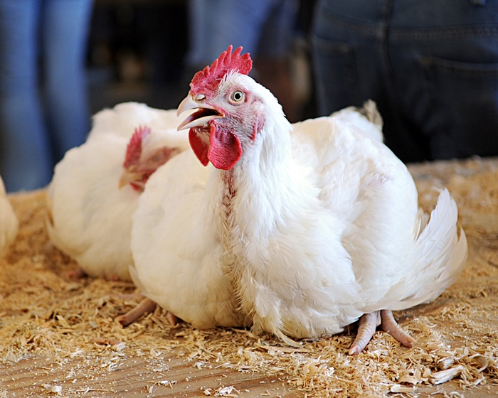 ป่วยแปลก