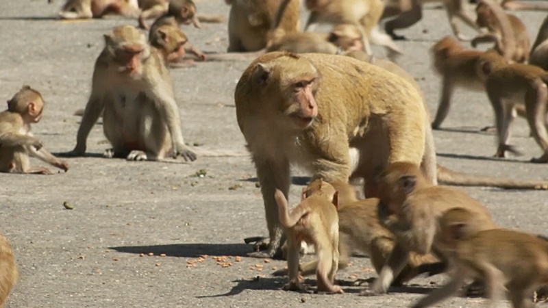 ลิงยักษ์