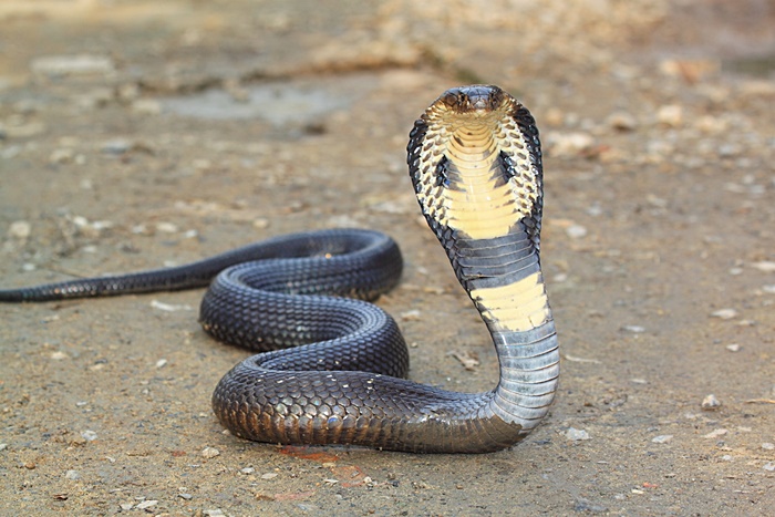 ฆ่าภรรยา