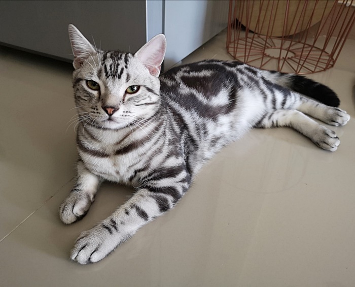   เจ้าสัว แมวโดนเอาไปปล่อยป่า