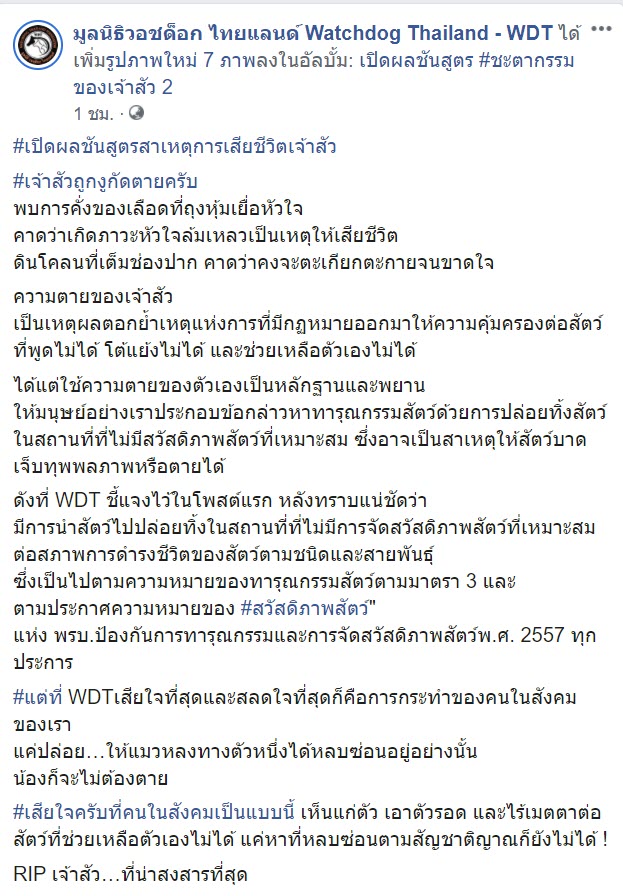   เจ้าสัว แมวโดนเอาไปปล่อยป่า