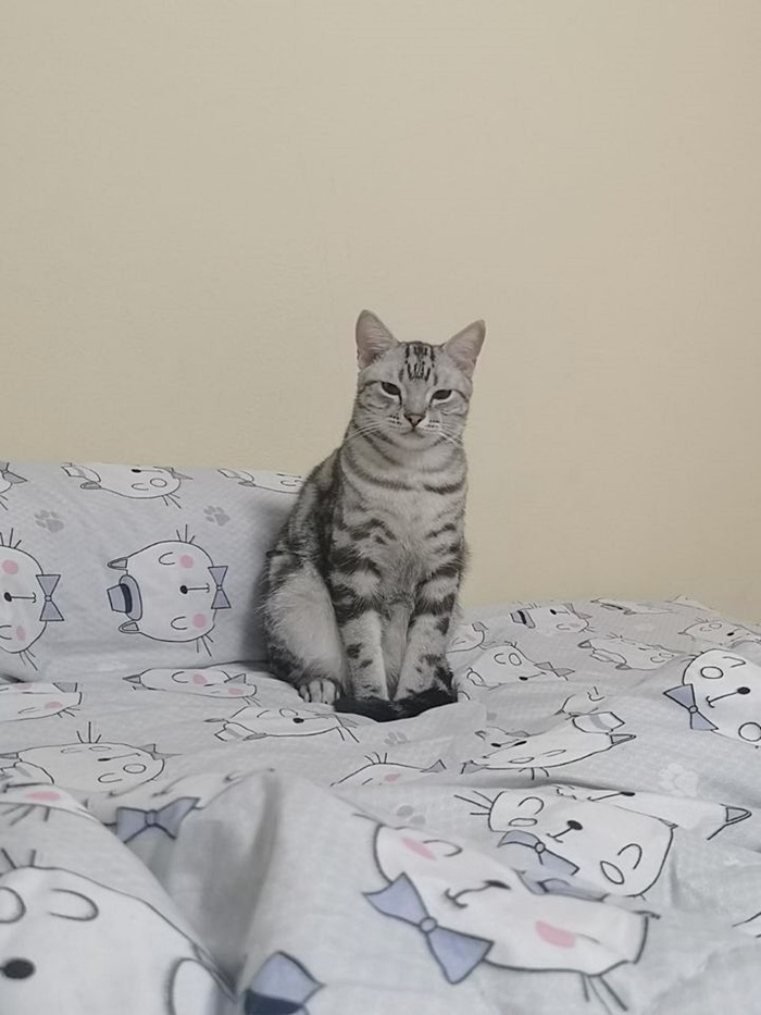   เจ้าสัว แมวโดนเอาไปปล่อยป่า