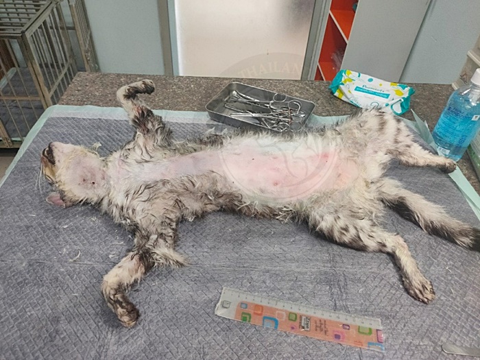   เจ้าสัว แมวโดนเอาไปปล่อยป่า