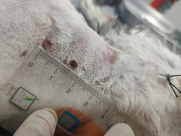   เจ้าสัว แมวโดนเอาไปปล่อยป่า