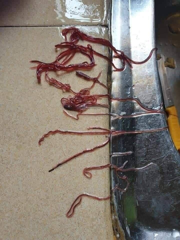 สะพรึง เส้นสีแดงในไข่ปลา 