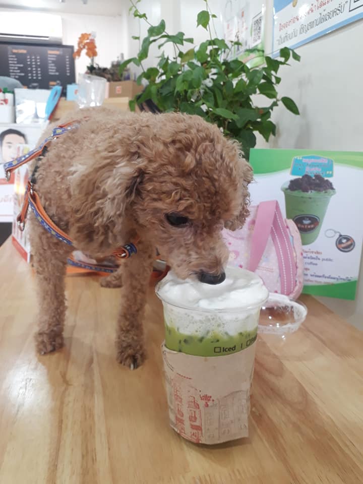 วีรกรรมป้าอุ้มหมาเข้าเซเว่น