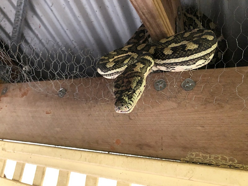  งูหลามห้อยหัวเขมือบพอสซัม