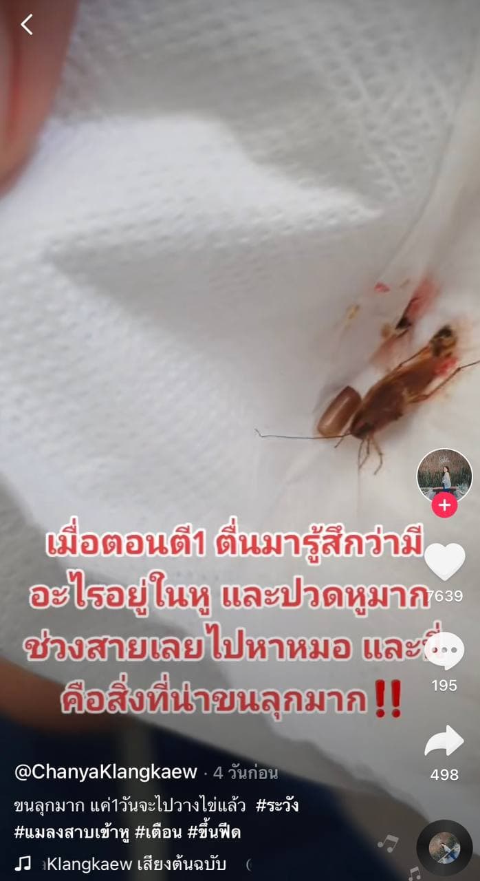 แมลงสาบเข้าหู