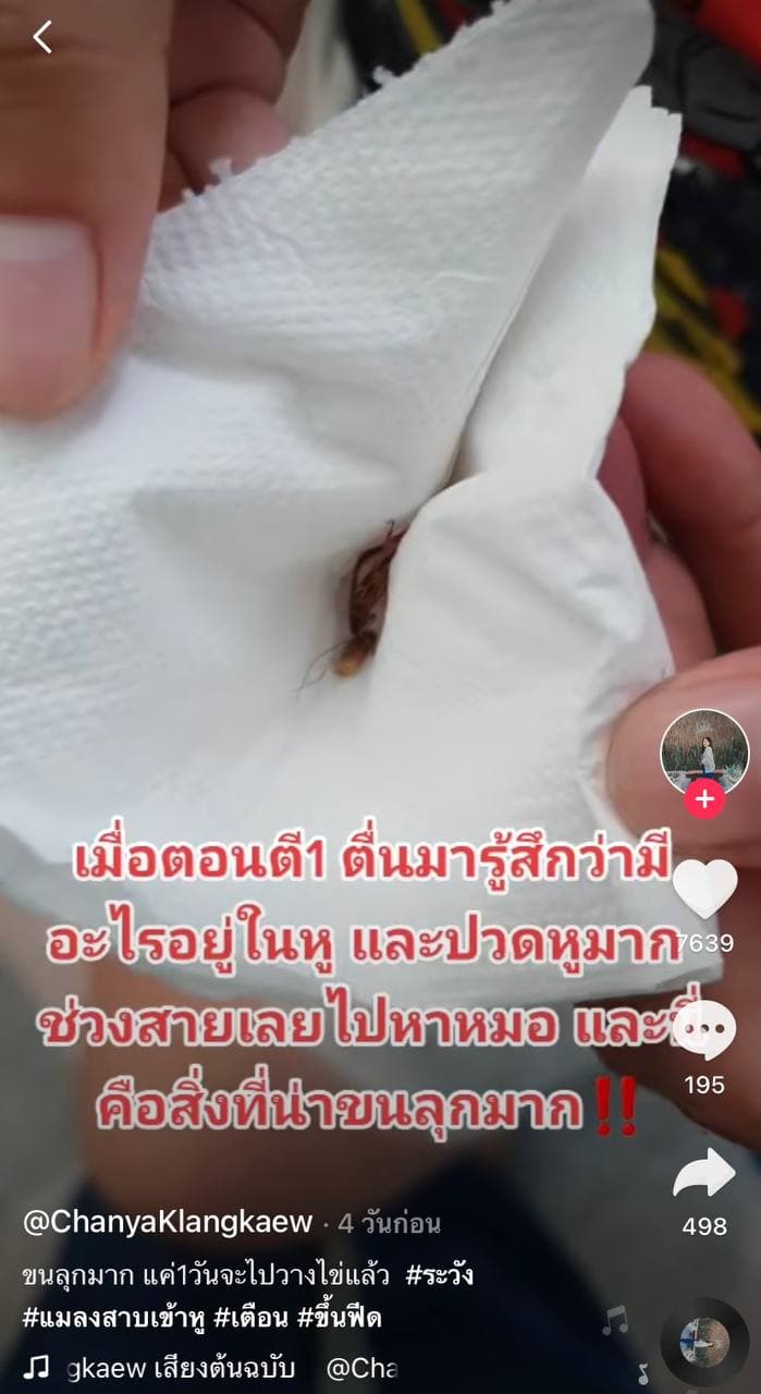 แมลงสาบเข้าหู