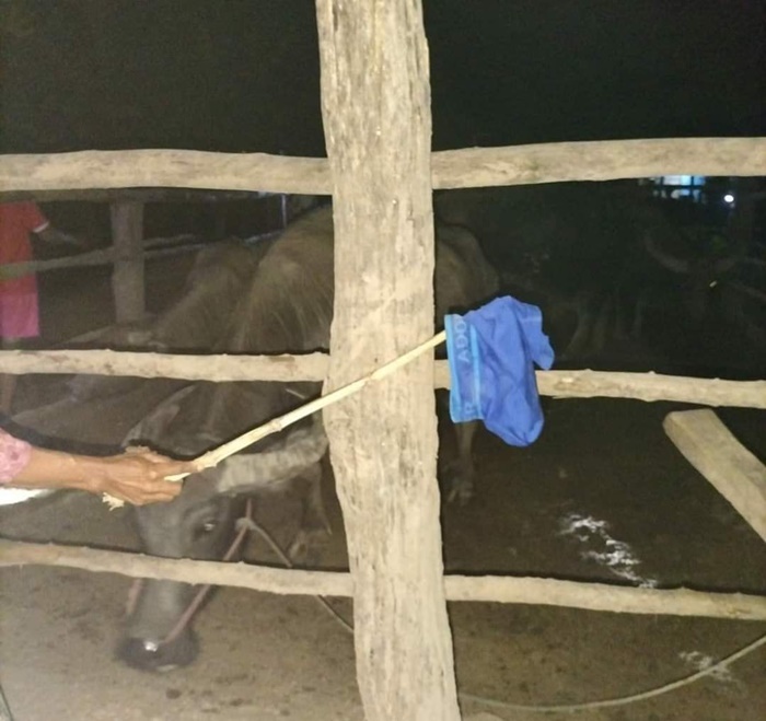   ข่มขืนควายสาวคาบ้าน