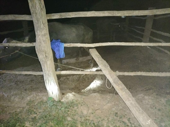   ข่มขืนควายสาวคาบ้าน