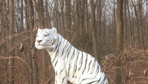 จับเสือ