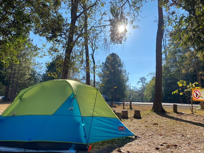 ช้างป่า