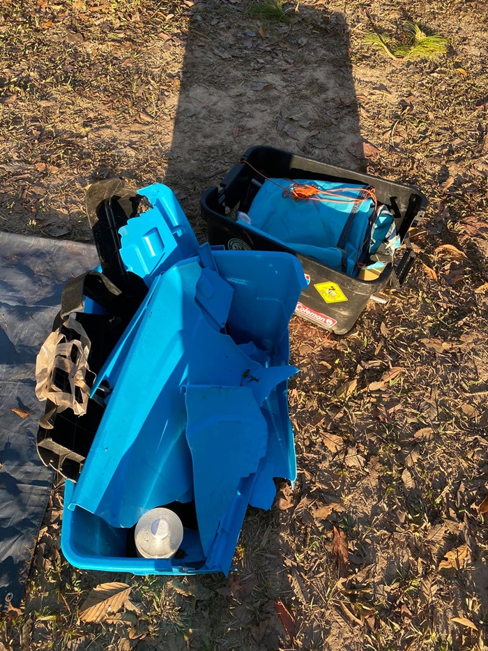 ช้างป่า