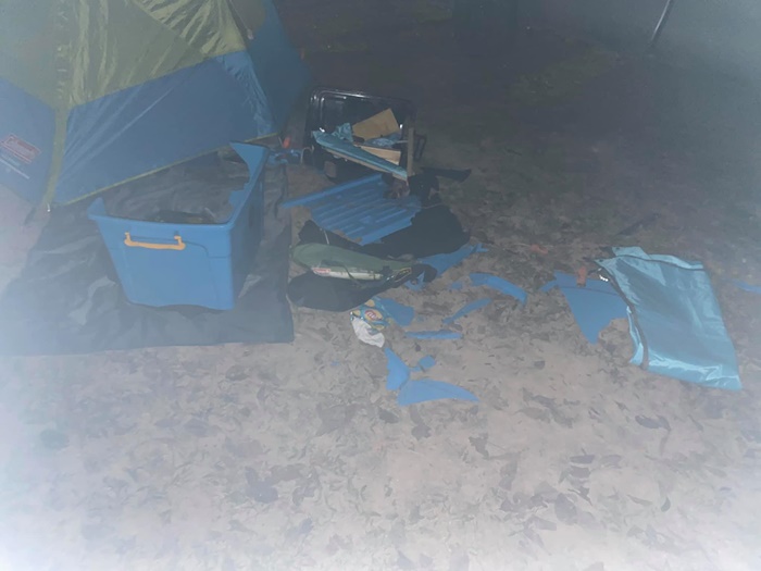 ช้างป่า