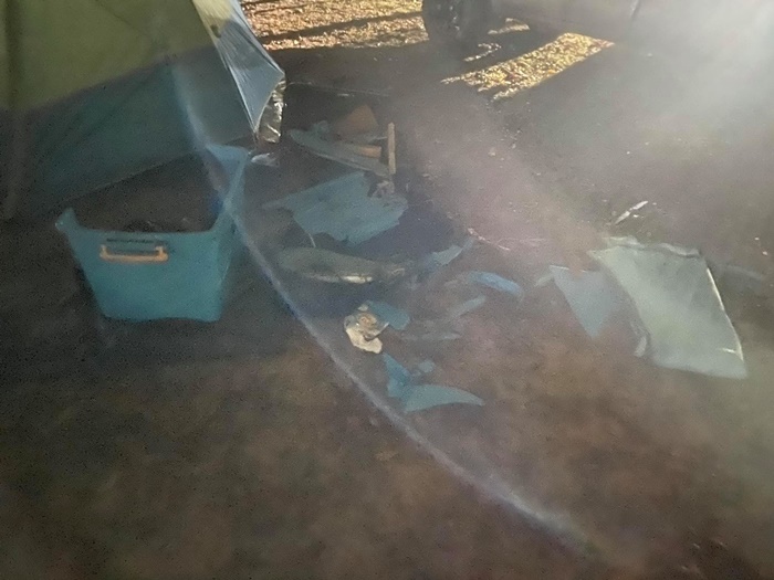 ช้างป่า