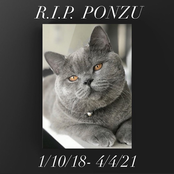 คืบคดีสาวไทยโดนรุมจนแมวตาย 