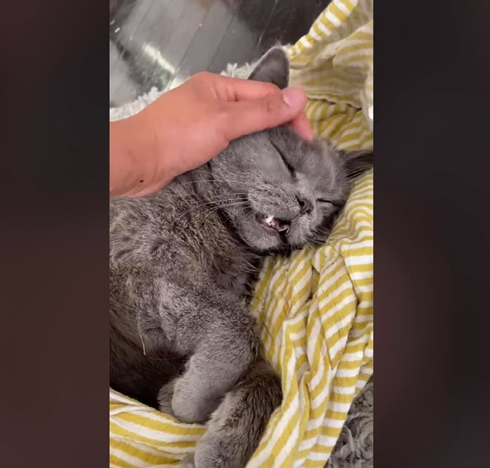 คืบคดีสาวไทยโดนรุมจนแมวตาย 