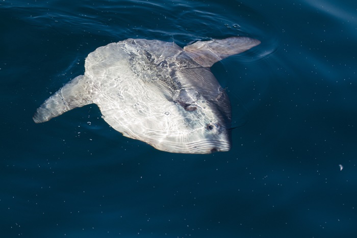 รู้จักปลาแสงอาทิตย์  