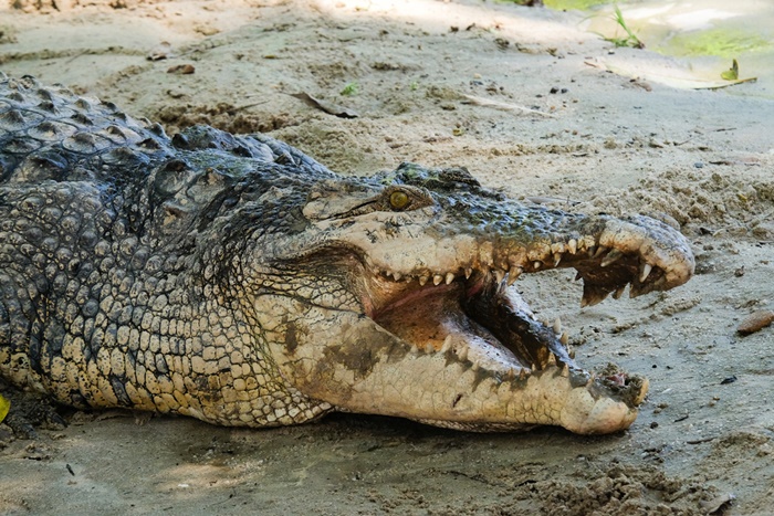 จระเข้กินคน