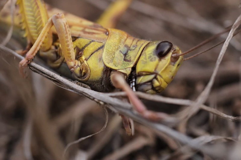  ตั๊กแตน