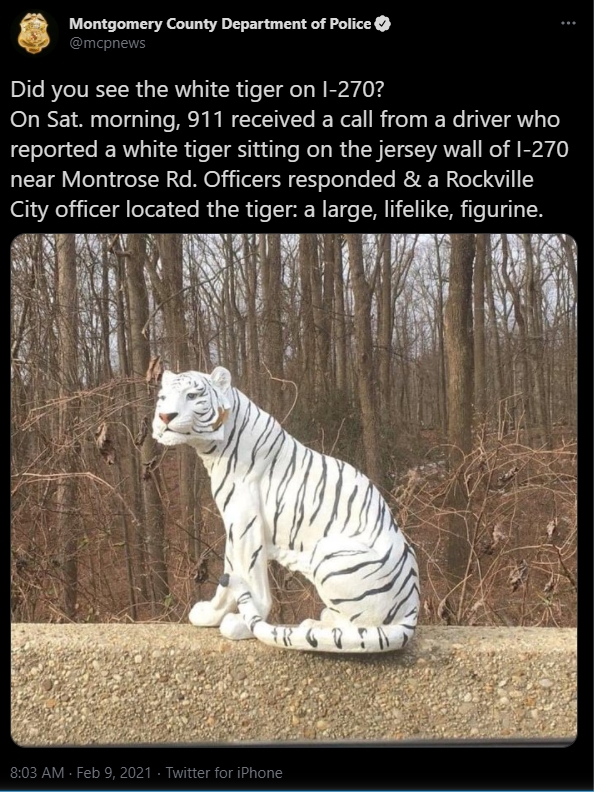 จับเสือ