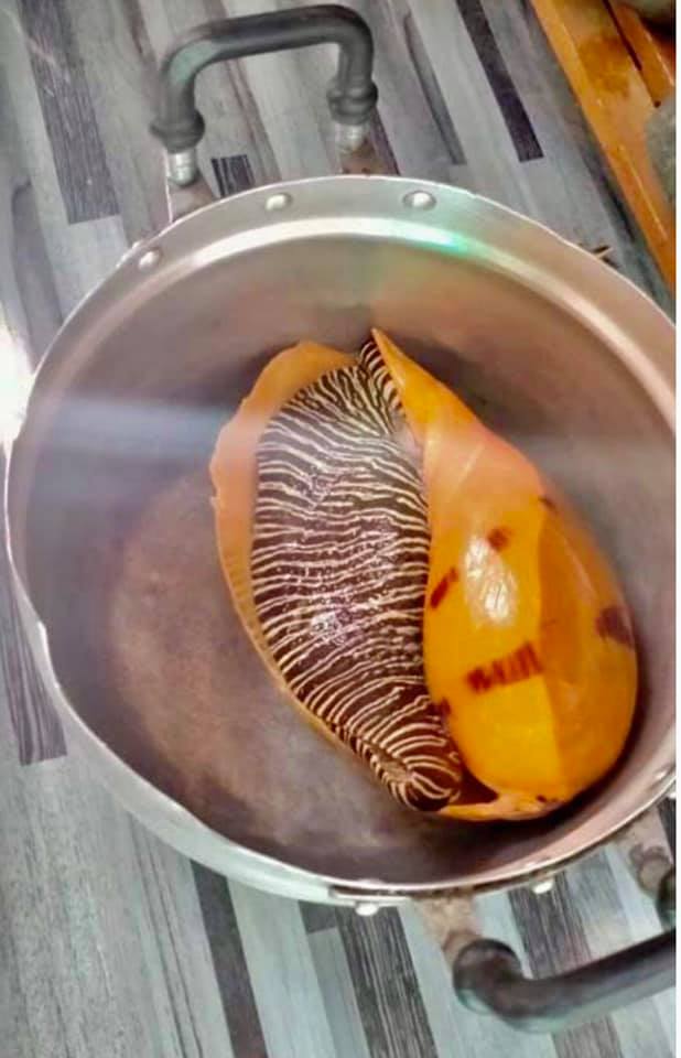 ไข่มุกเมโล